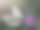 一只小白蝴蝶正在吃蓟花图片下载