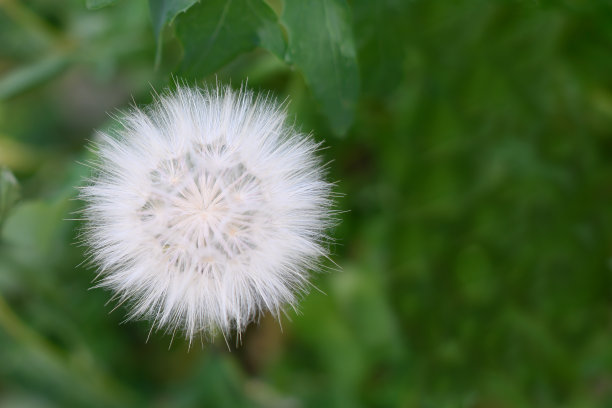 从上面看到的蒲公英在绿色的背景图片下载