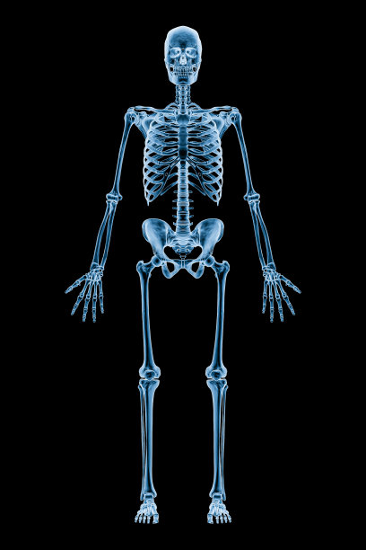 全人骨骼系统或孤立于黑色背景的骨骼前视图或前视图的x射线图像3D渲染插图。医学，保健，解剖学，骨科，科学概念。图片下载