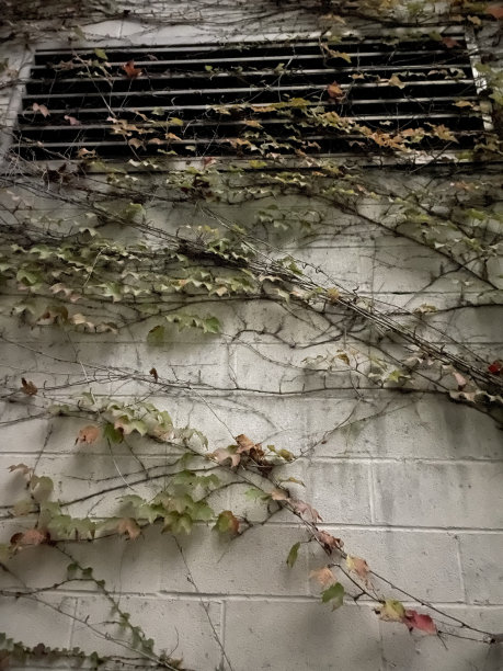 植物拥抱建筑图片下载