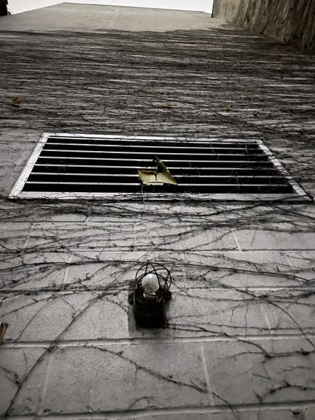 植物拥抱建筑图片下载