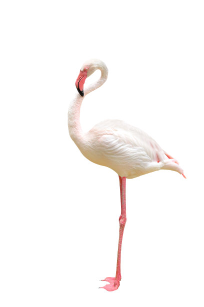 火烈鸟图片下载