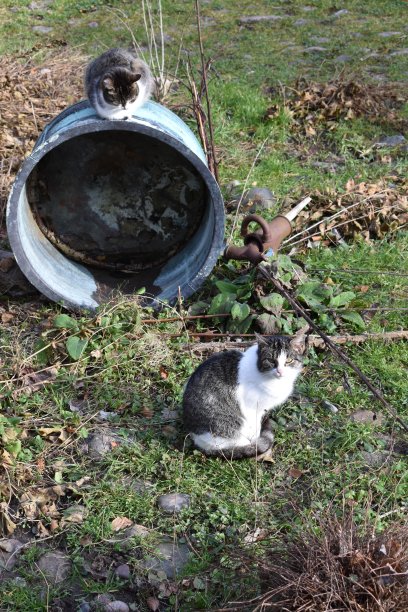 两只杂交猫，一只看着镜头。图片下载