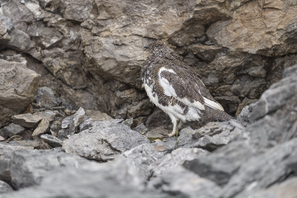 在多石的地面上，雄性岩石雷鸟(Lagopus muta)图片下载