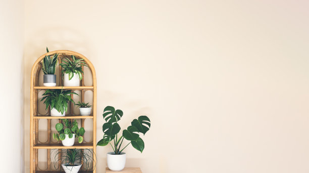 柳条书架上的室内植物图片下载