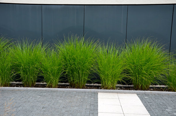 绿色的大草丛成排缠绕在草坪上。沿建筑外立面种植工业现代风格的植物，软化城市印象图片下载