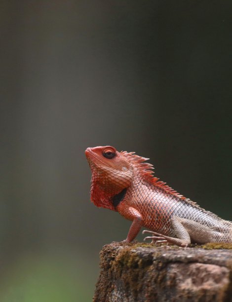 东方园林蜥蜴或东方园林蜥蜴图片下载