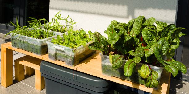 城市阳台花园用甜菜、康康等易种植的蔬菜图片下载