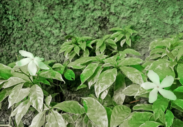 白花生长在花园中，以墙为背景图片下载