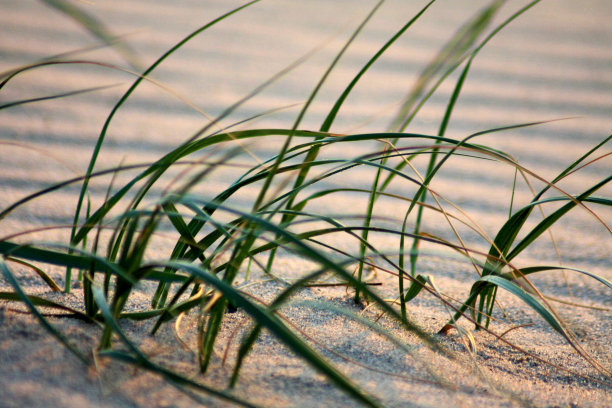 海滩草n丹麦图片下载