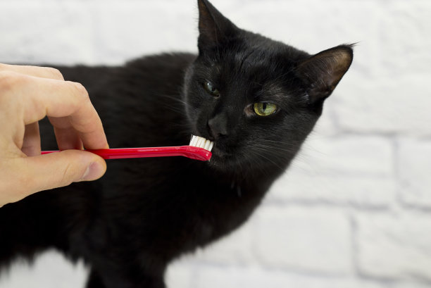 永远记得给她刷牙图片下载