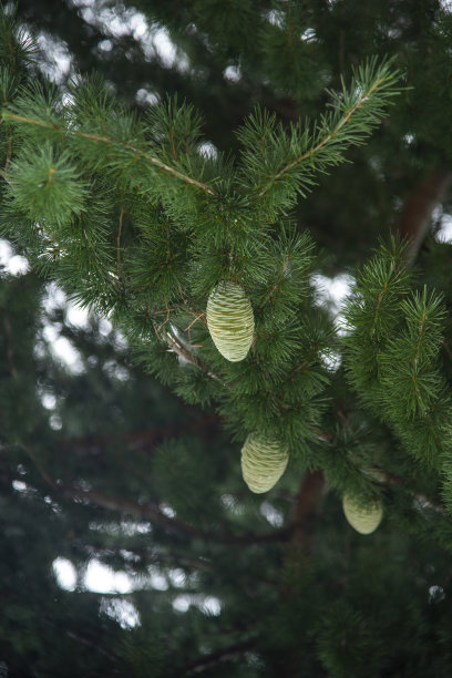 有新球果的松树枝图片下载