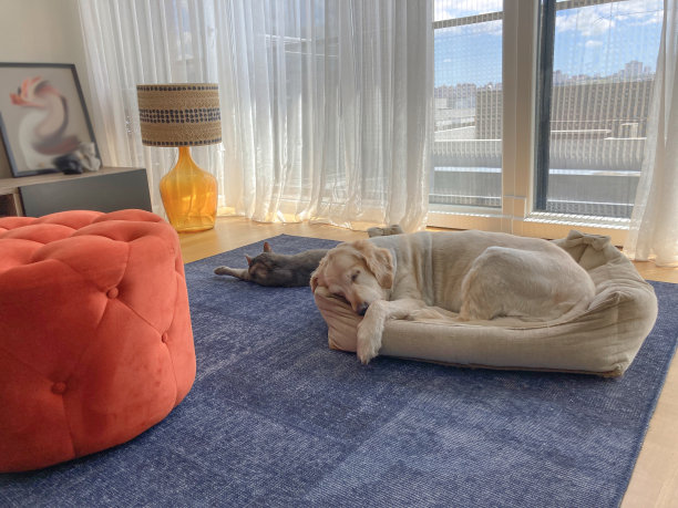 可爱的猫和金毛猎犬一起在狗床上睡觉图片下载