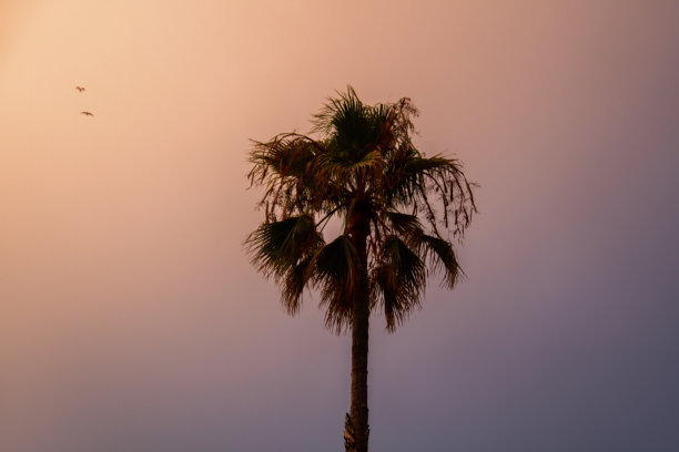 巴塞罗那的城市。棕榈树映衬着天空。晚上的照片。棕榈叶。日落的天空。图片下载