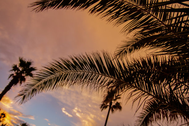 巴塞罗那的城市。棕榈树映衬着天空。晚上的照片。棕榈叶。日落的天空。图片下载