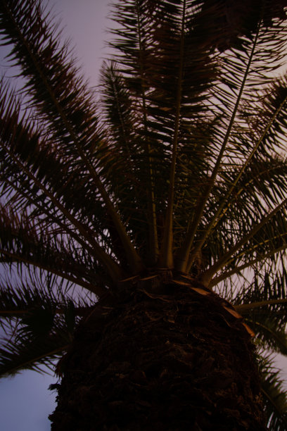 巴塞罗那的城市。棕榈树映衬着天空。晚上的照片。棕榈叶。日落的天空。图片下载