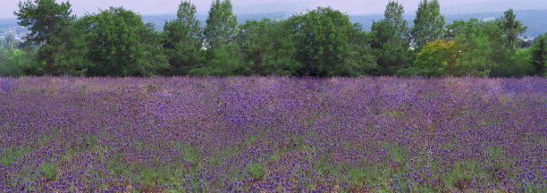 日本北海道的薰衣草田盛开着紫色和紫罗兰色的薰衣草，在夏天或春天很适合放松。在日本北海道，鲜艳的紫罗兰薰衣草盛开，散发芬芳图片下载