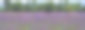 日本北海道的薰衣草田盛开着紫色和紫罗兰色的薰衣草，在夏天或春天很适合放松。在日本北海道，鲜艳的紫罗兰薰衣草盛开，散发芬芳图片下载