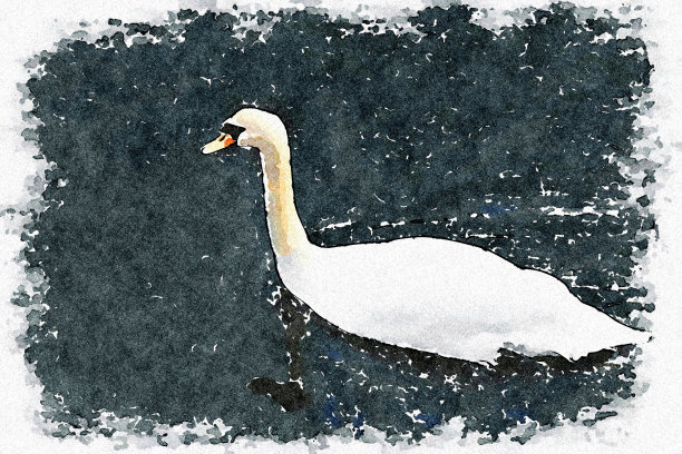 夏天在河里划船的天鹅图片下载