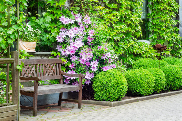 粉色铁线莲和常春藤图片下载