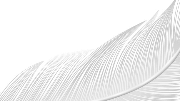 逼真的纯羽毛构图图片下载