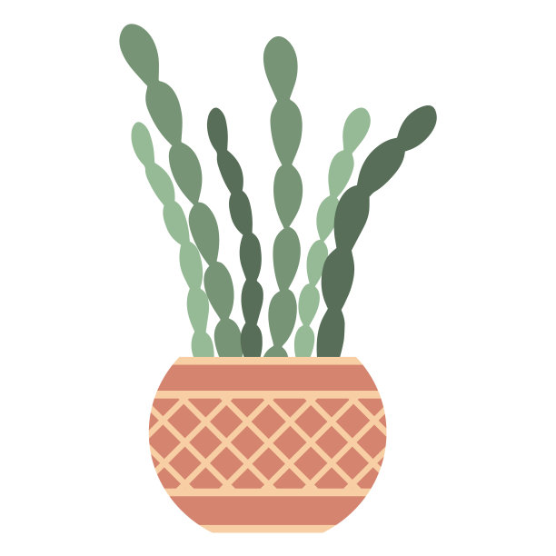 室内十二月花在花盆中隔离图片下载