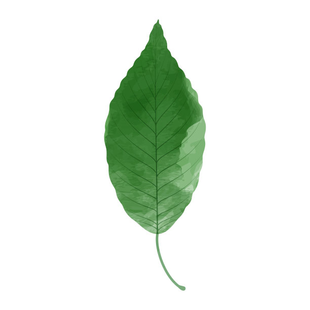 矢量水彩插图的绿叶孤立的背景。图片下载