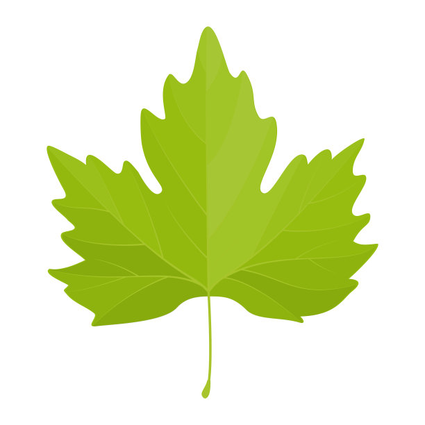 矢量插图绿色枫叶孤立的背景。图片下载