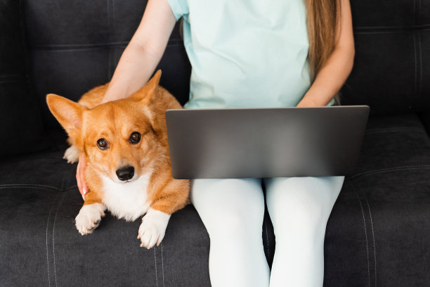 在笔记本电脑上与可爱的威尔士柯基彭布罗克一起在线工作。特写笔记本电脑和柯基狗。图片下载
