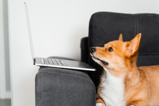 有趣的威尔士柯基彭布罗克狗坐在那里看着笔记本电脑。使用笔记本电脑在线工作。快乐纯种柯基狗用笔记本电脑做广告的创意。图片下载