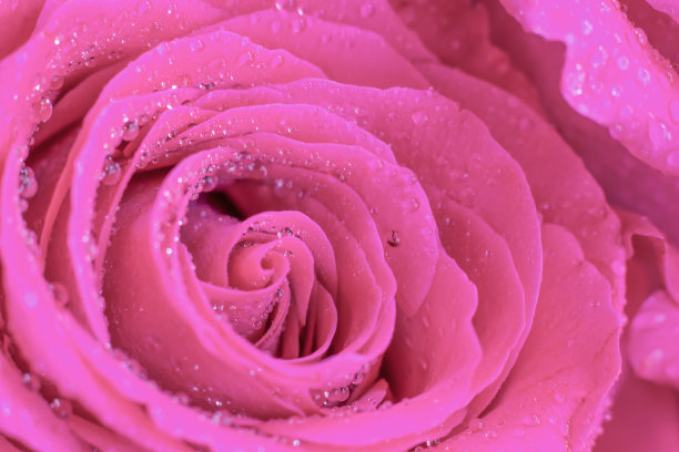 细腻的丝质湿粉色宏玫瑰花为设计元素图片下载