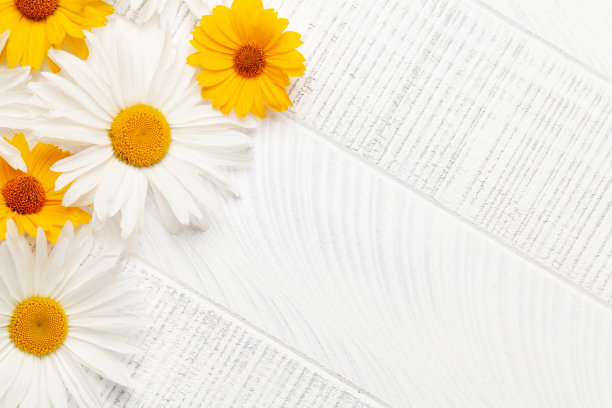 洋甘菊花园花在木制背景图片下载