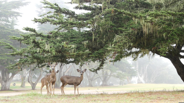 野小鹿家族群居放牧，群居动物。森林里吃草的小鹿。图片下载