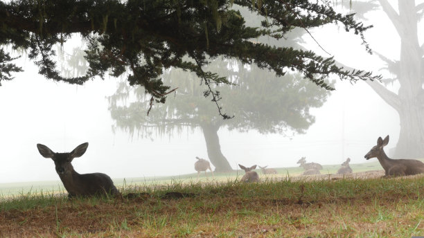 野小鹿家族群居放牧，群居动物。森林里吃草的小鹿。图片下载