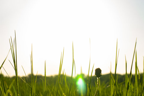 明媚的春天草地与阳光的散景的背景图片下载