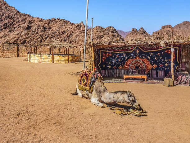 在埃及沙姆沙伊赫附近的一个贝都因村庄，骆驼躺在沙子上吃东西图片下载