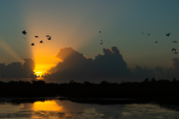 特立尼达和多巴哥热带湿地上美丽的日出图片下载