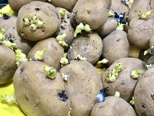 种子土豆图片下载