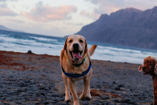 海滩上的拉布拉多寻回犬图片下载