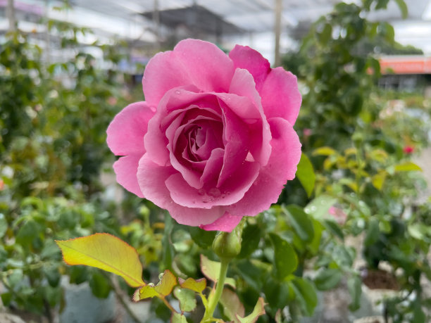 粉红色的玫瑰花正在盛开。图片下载