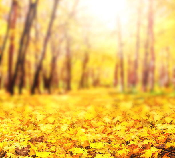 秋天的季节。模糊的背景与秋天的森林。阳光明媚的秋天，枫叶飘落图片下载