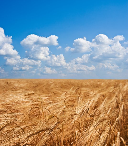 夏天的麦田图片下载