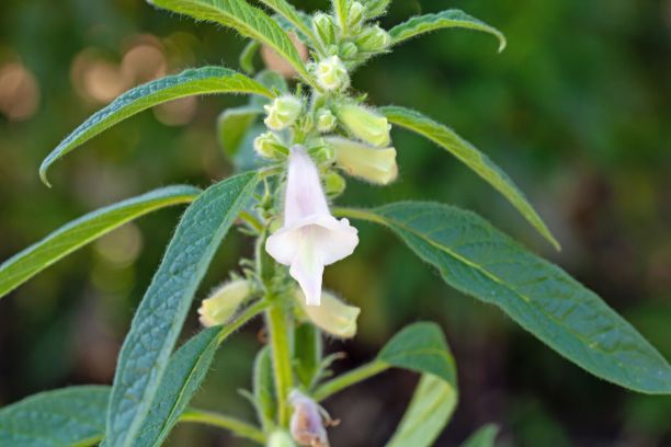 芝麻花，芝麻图片下载