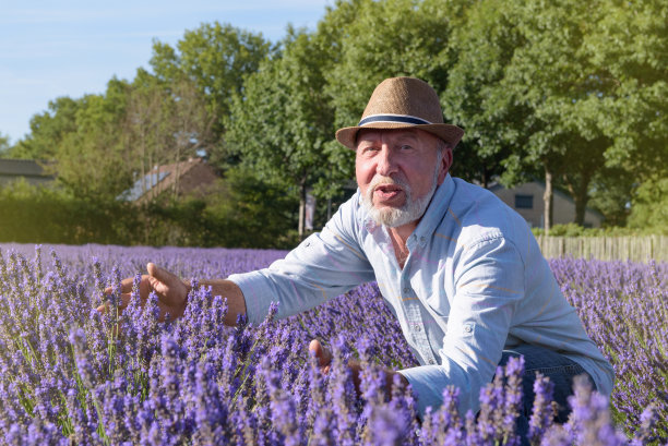 农夫照料薰衣草丛。字段的薰衣草。femer的肖像图片下载
