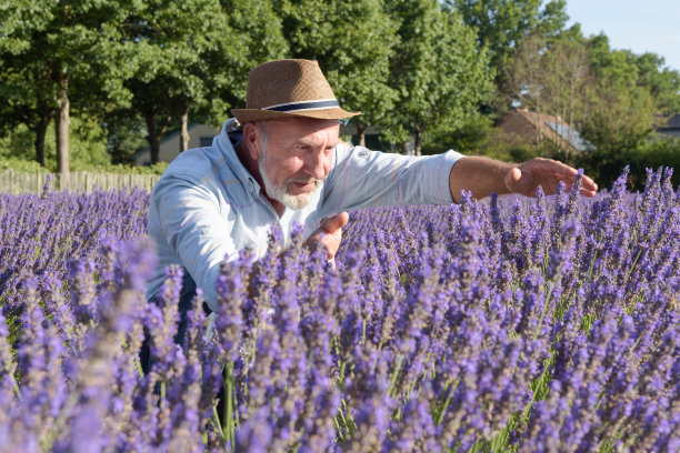 一位细心的农民在照料薰衣草丛。字段的薰衣草。农民的肖像图片下载