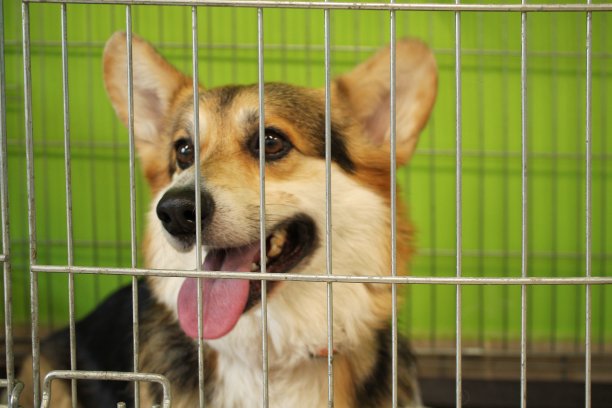 柯基威尔士彭布罗克犬被关在笼子里图片下载