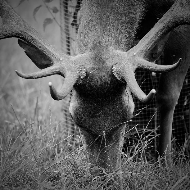 雄伟的鹿图片下载