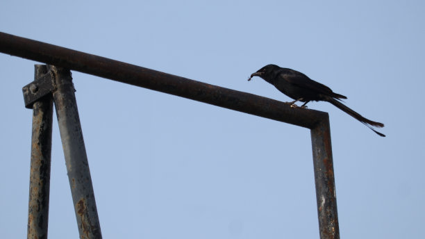 各种各样的鸟图片下载