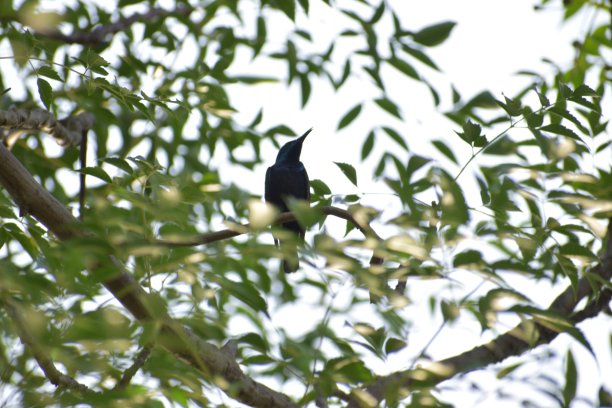 各种各样的鸟图片下载