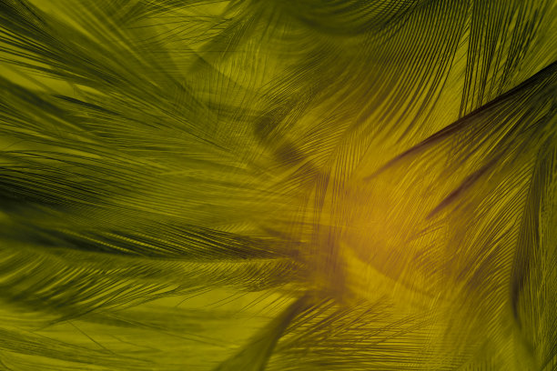 美丽的充满活力的黄色羽毛纹理背景图片下载
